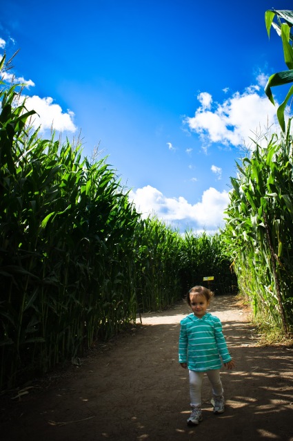 underwood family farms corn maze