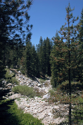 2ed36-sequoia_lodgepole_1