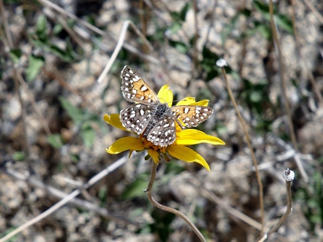 butterfly on a yellow flower