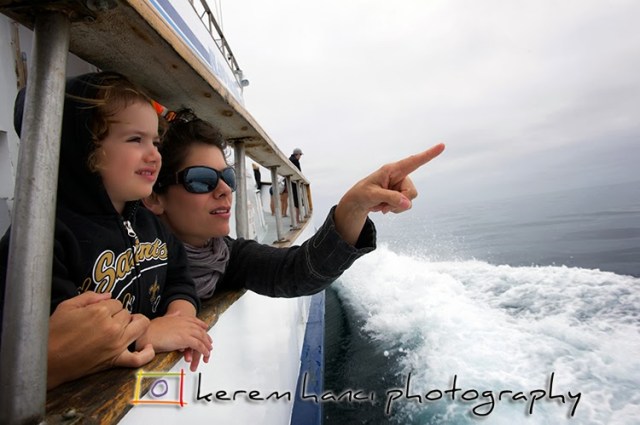 Channel Islands Wildlife Cruise