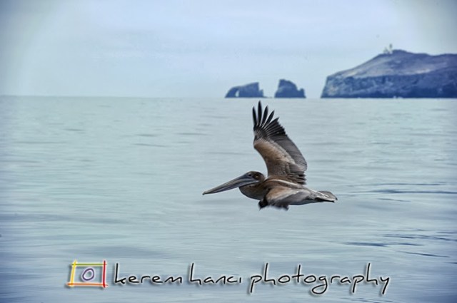 California Brown Pelican