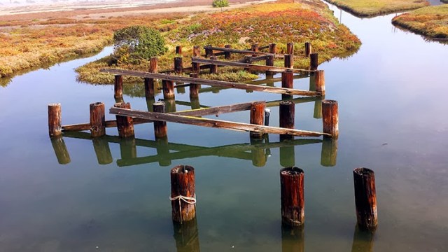 Family Volunteering at Ballona Wetlands