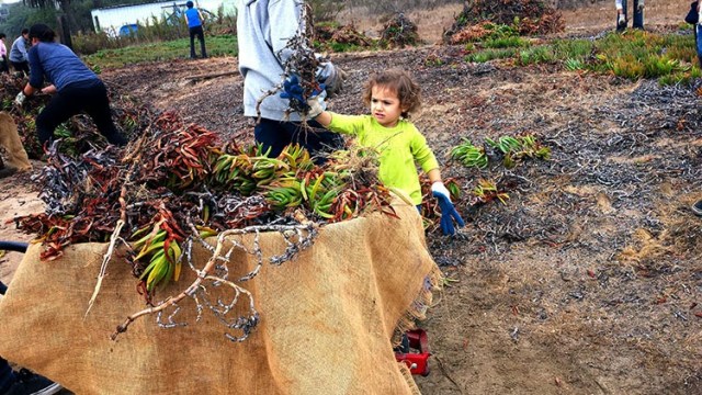 Family Volunteering at Ballona Wetlands