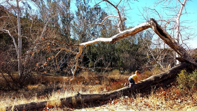 Tree climbing at Peter Strauss Ranch with a toddler