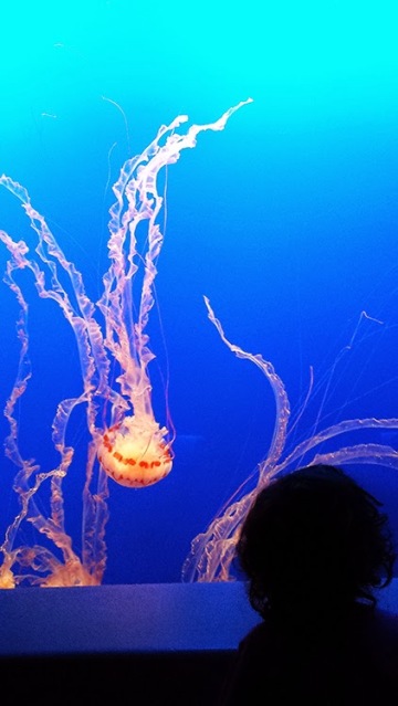 Monterey Bay Aquarium - The Jellies Experience