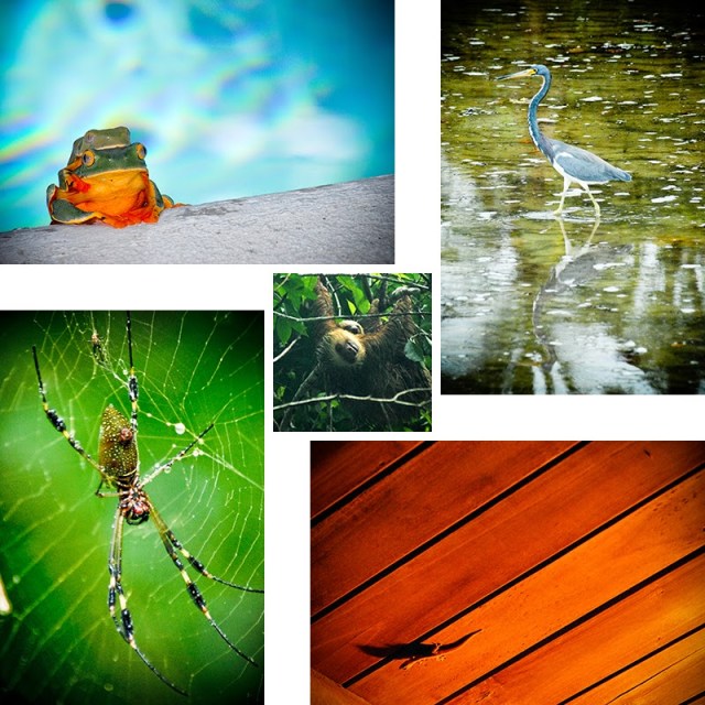 Wildlife in Costa Rica